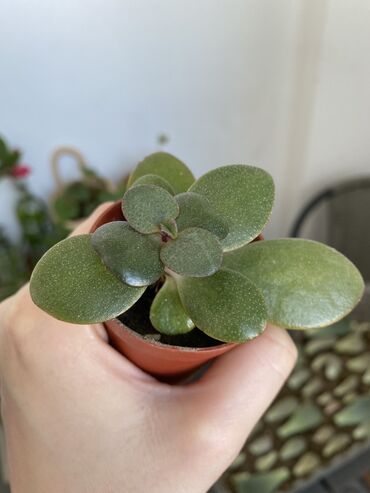 turpan gulu: Pul gulləri. Crassula . 1Azn