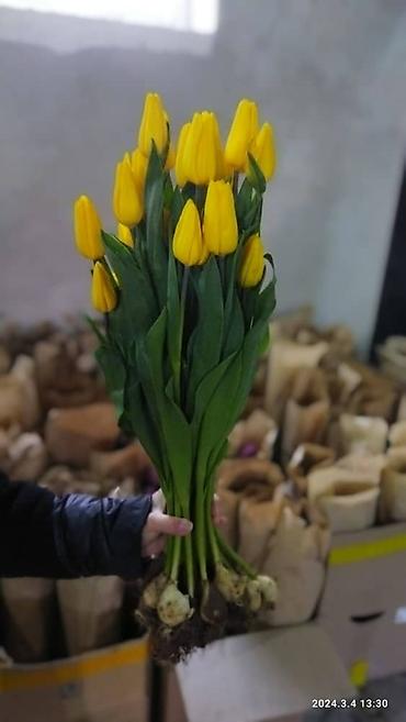Букеты из живых цветов: Продаем тюльпаны отличного качества, высота и бутон крупный, высокие — 10