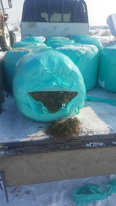 Корма для с/х животных: Кукурузный силос 7 сом + доставка сенаж 8000 сом + доставка качества — 9