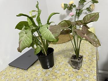 Сингониум (Syngonium) — декоративно-лиственное комнатное растение