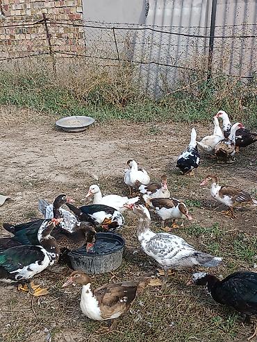 Продам с/х животных: Индоутки (мускусные утки), разноцветные масти — 4