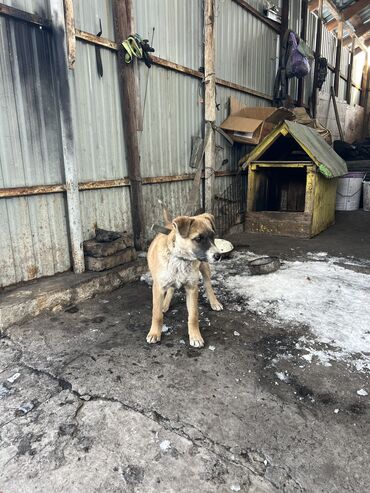 породы собак: Ит бекер берилет: 5 айлык, Эркек