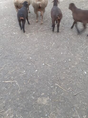 Qoyunlar, qoçlar: 3 də erkəyi balaldı ciddi şəxslər narahat eləsin — 3