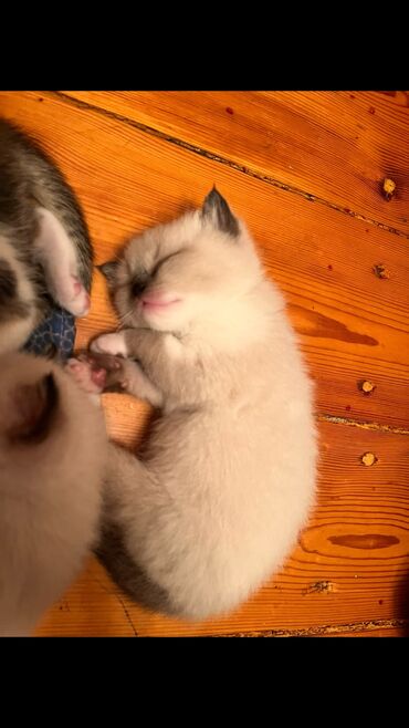 Pişiklər: Şinşilla, Dişi, Erkək — 10