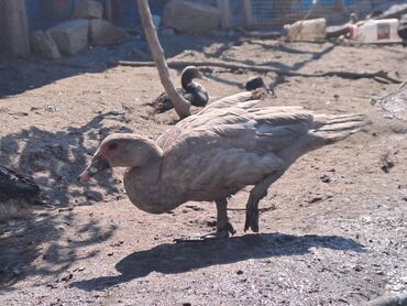 Digər heyvanlar: Salam.400 yaxın heyvandır fərələrin çoxu yumurtlayır bir neçəsi artıq — 14