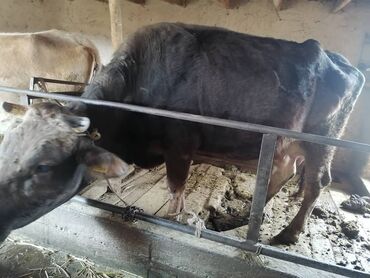 продаю корову с теленком: Продается корова с трёх месячным теленком!! Швец порода дает