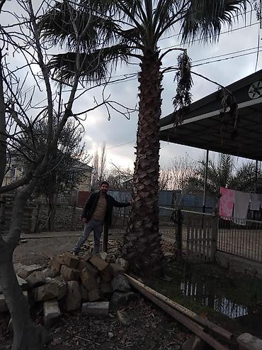 sakura agaci: Palma Vaşinqton . 3 metreden 8 9 metreye kimi 1 ədədi 400manatdan — 5
