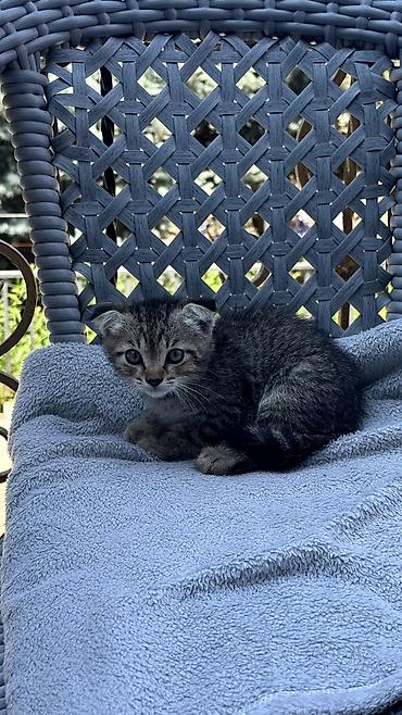 кошк: Котята с необычными ушками (складные/прижатые), несколько окрасов: - — 3