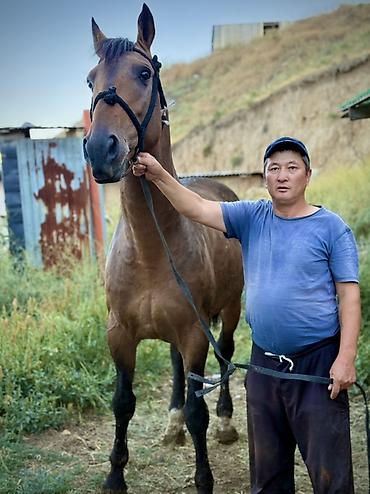 белый конь: Продаю | Жеребец | Кара Жорго | Для разведения — 5