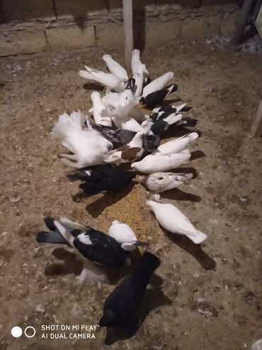 Göyərçinlər: Super göyərçinlər bu yay 7-8 saat uçan Dəniz qırağında gecədən — 9