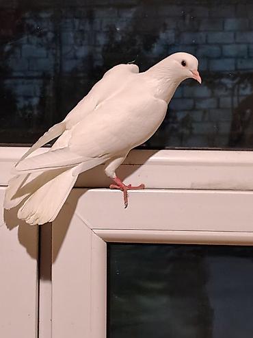 qus ucun qəfəs: 16-17tuk təmiz cilpaq ayaq aglar. biri erkey. biri mayadi. amma cut — 3