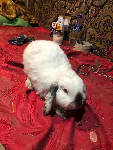 Dovşanlar: Mini lop ev dovşanları 1 ədədi 25 m erkekdilər - Növ: Mini lop (aşağı — 2