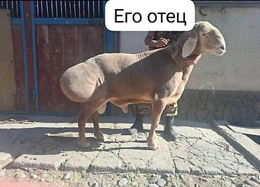 кой сатып алам бишкек: Сатам | Кочкор (эркек) | Арашан | Көбөйтүү үчүн | Асыл тукумдуу, Жасалма жол менен боозутуу — 7