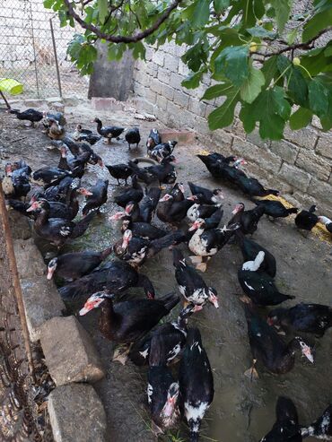 Akvarium aksessuar və ləvazimatları: Erkək, | Lal ördək, Damazlıq, Ünvandan götürmə