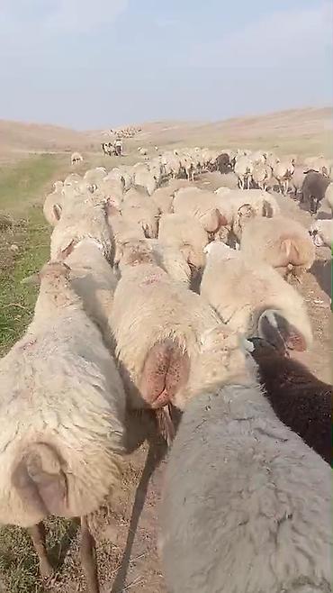 at satışı gəncə: Dişi, il: 1, Damazlıq, Pulsuz çatdırılma — 1