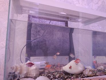 akvarium balıqlar: Dördbucaq akvarium, Balıqlarla birlikdə, 30 l, Ünvandan götürmə