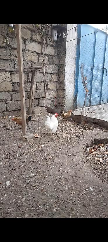 toyuq satışı: Toyuq, Damazlıq — 2
