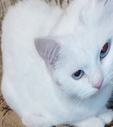 Pişiklər: Dişi, Yaxşı əllərə, Ünvandan götürmə — 5