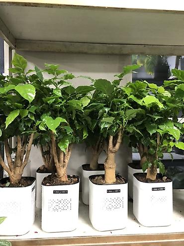 Другие комнатные растения: Комнатные растения в горшках — декоративные и фруктовые 1) Карликовый — 6