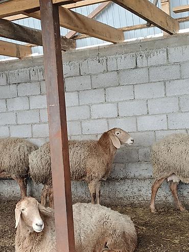 Баран, овца: Продаю | Овца (самка) | Для разведения | Матка — 7