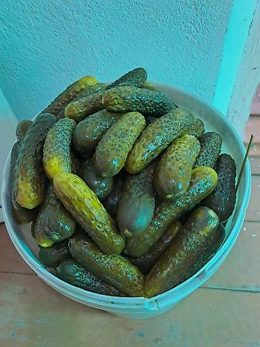 продам лук: Огурцы — 4