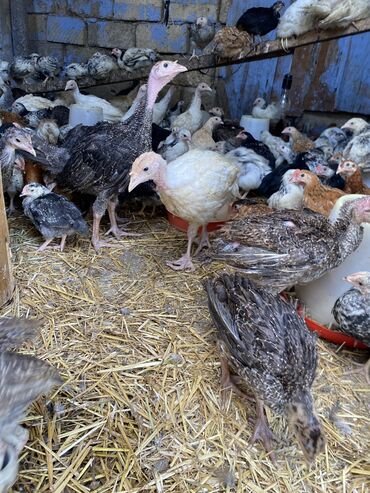 Toyuqlar: Satılır durçinka,serbilis,hündüşka -da lalafo.az — 3 Toyuqlar: Satılır durçinka,serbilis,hündüşka — 3