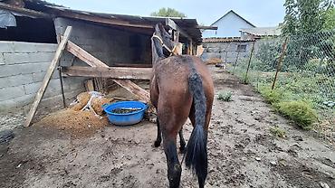 Продам с/х животных: Продаю | Конь (самец), Жеребец | Полукровка, Кара Жорго | Рабочий — 2