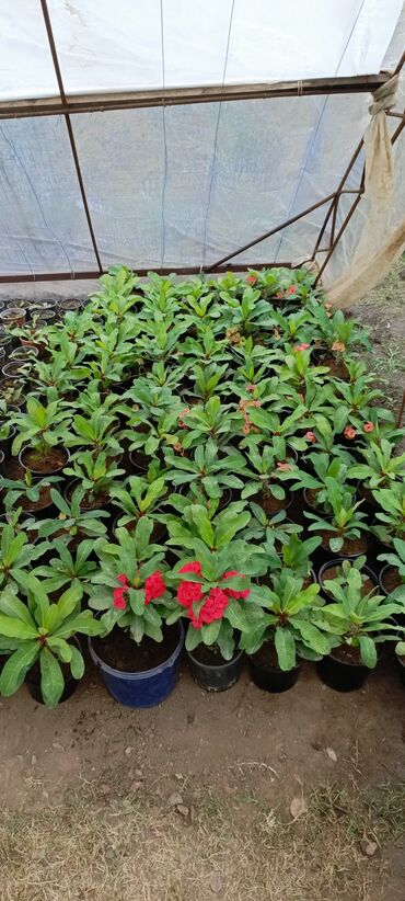 Otaq bitkiləri: Satışda dekorativ saksı bitkiləri – bağ və interyer üçün. - Euphorbia — 2