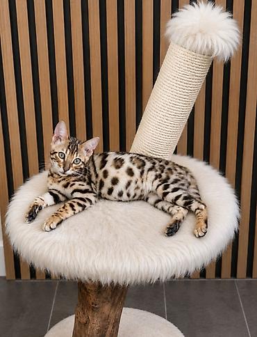 Pets & Animals: Registrovana odgajivačnica MMaestro_bengal ponosno predstavlja dva — 7