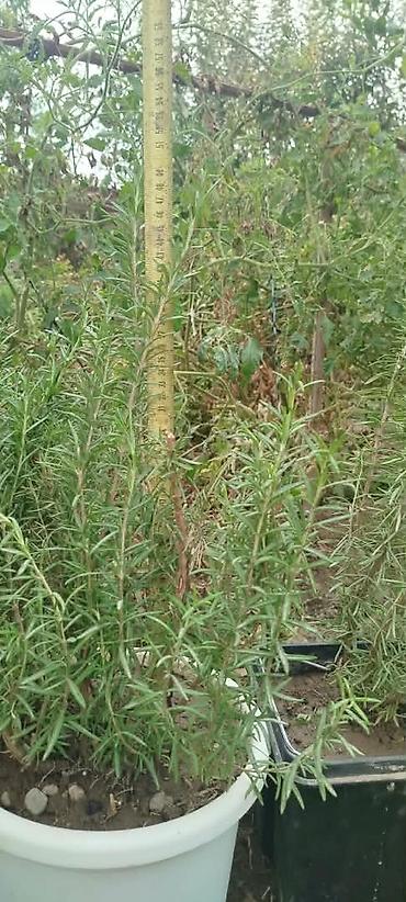 размарин купить: Розмарин (Rosmarinus officinalis) в горшках - Ароматное вечнозеленое — 7