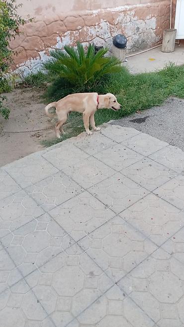 İtlər: Retriever, 4 ay, Erkək, Peyvəndli, Ünvandan götürmə — 1