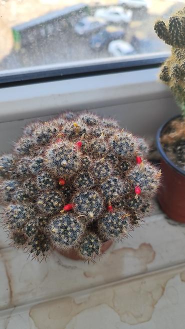 Другие комнатные растения: Распродажа!!!Комнатные растения за всё 2000 сом — 6