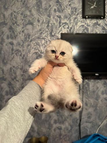 Pişiklər: Şotland yastı qulaq — 21