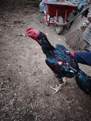 Digər quşlar: Yaş yarımlıq xoruzdu damazlıq dimdiyi əyridi amma problemi yoxdu əyri — 8