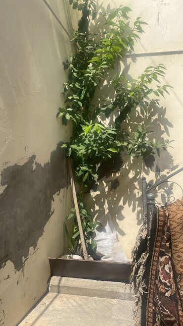 Уличные растения: Limon agaci