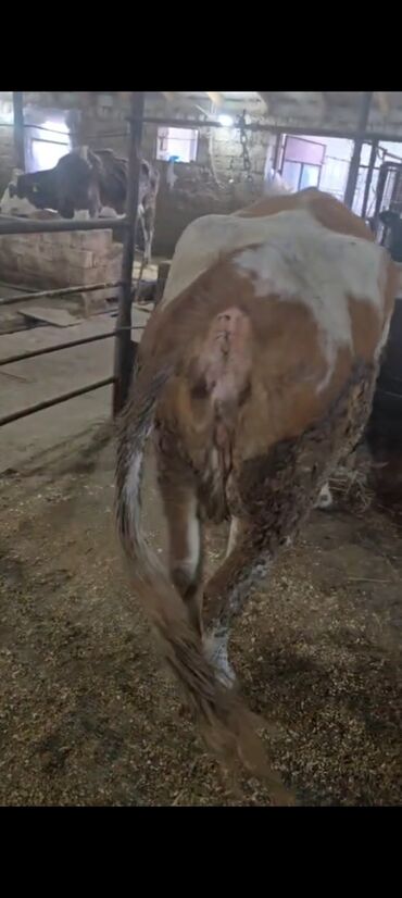 Inəklər, öküzlər: Salam aleykum super 2 dene iney diler cüt 6400 diyilir razılaşmaq olar — 13