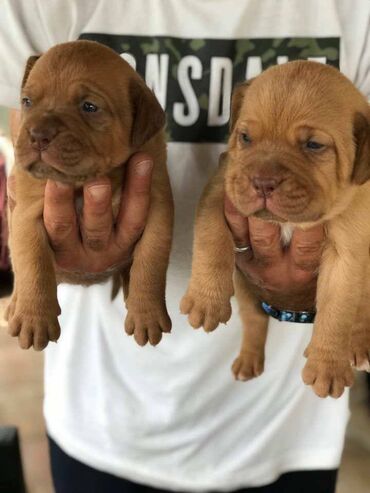 Psi: Stenci Bordoska doge vrhunske krvne linije na prodaju ostenjeni na lalafo.rs — 3 Psi: Stenci Bordoska doge vrhunske krvne linije na prodaju ostenjeni — 3