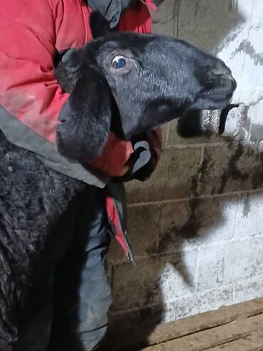 Бараны, овцы: Продаю | Овца (самка) | Для разведения | Матка — 6