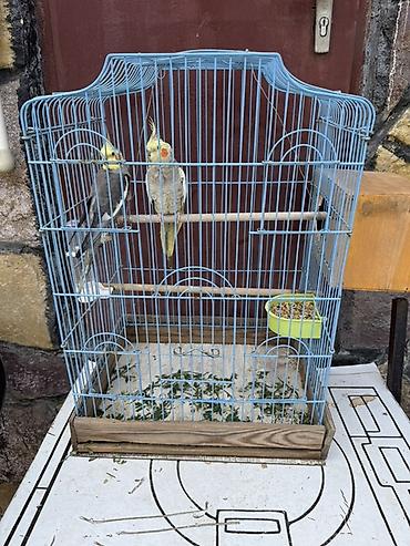 Qəfəslər: Nimfa (Cockatiel) cütlüyü + qəfəs - Növ: Nimfa papağanı (Cockatiel) — 6