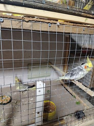 hind quşu satışı: Corella satılır. Cütü 80 AZN — 5
