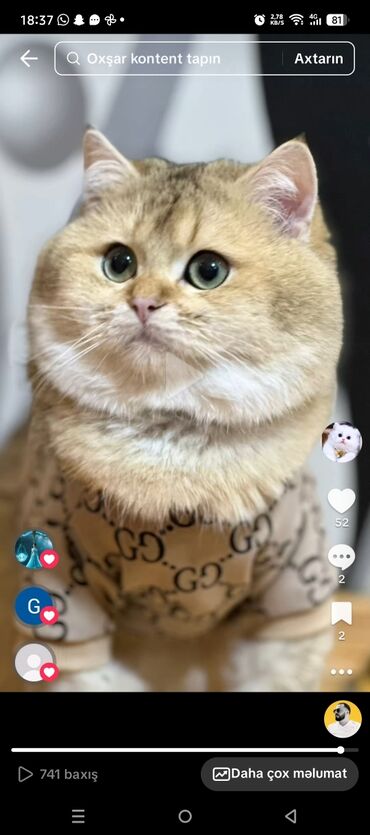 русская голубая кошка цена: Erkək, Cütləşmə üçün, Ünvandan götürmə, Ödənişli çatdırılma