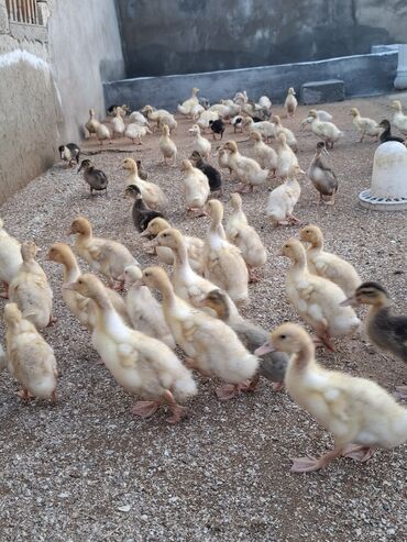 Cücələr: 110 dendi 27 gunukdu tam saglam yawilbaw ve pekin ordek balsi 3. 30 1 — 8