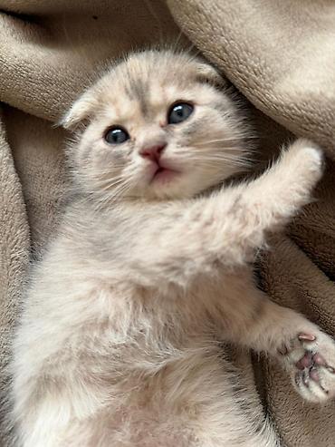 Кошки: Шотландская вислоухая — 5