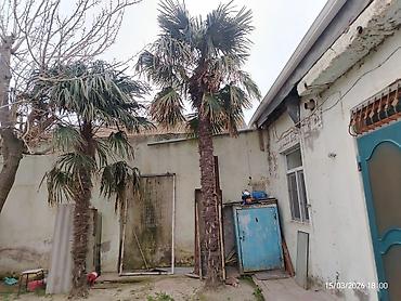 ağac budama: Trachycarpus fortunei (yapon xurma/palmiye) ağacları - Növ: Soyuğa — 1
