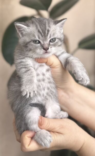 Pişiklər: Şotland — 14