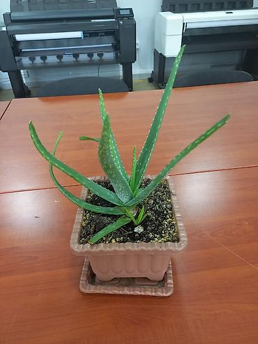 Aloe Vera saksı bitkisi - Bitki: Aloe vera (sulu bitki) - Qab