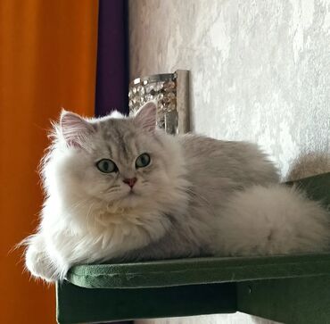 шотландские котята в добрые руки: Шиншилла, Самка, В добрые руки, Самовывоз, Платная доставка