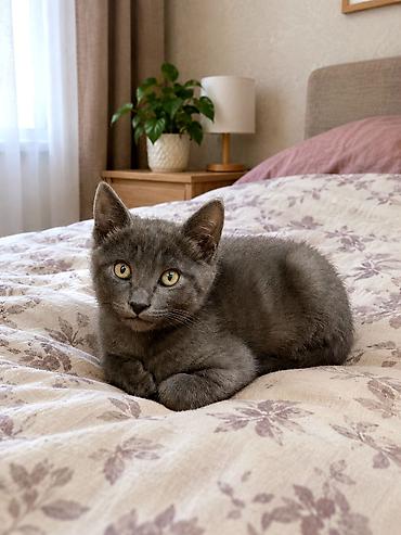 скотт: Скотиш Страйт (Шотландская прямоухая), 2 месяца, Девочка, Голубой, Приучена к лотку — 1