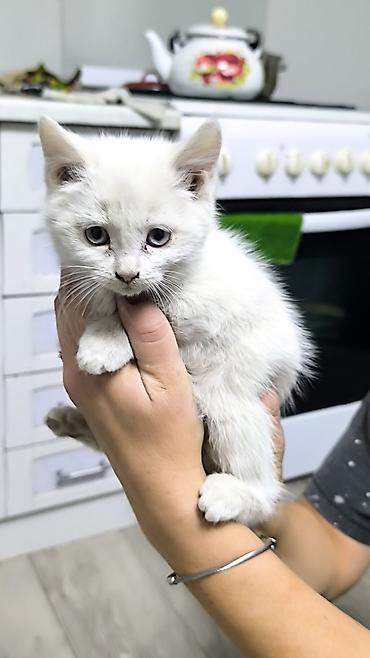 котяты: Ангорская, 1 месяц, Мальчик — 2