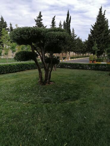 Bağbanlar: Bağban, 43 il, 5 ildən artıq təcrübə — 20